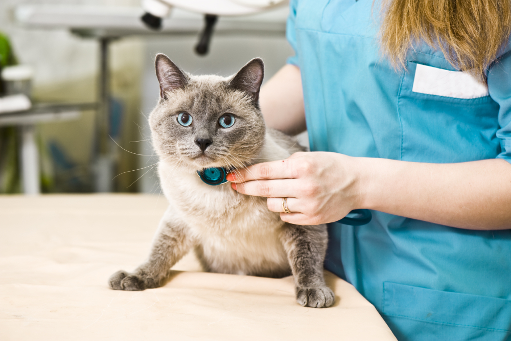 Veterinarian performing a feline health check during a routine exam, assessing the cat’s overall condition and identifying potential health issues before they become serious.